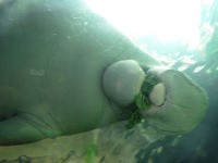 水族館のジュゴン