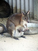 カンガルー