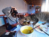 シャウエンは猫が多かったです。タジン食べられました