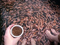 マングローブサファリ