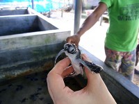 海ガメの保護施設