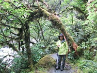 シダと苔のジャングル