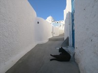 路地に入れば猫が