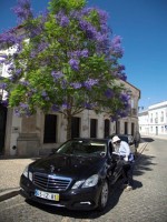 あちこちで見かける紫の花をつけたジャカランダの木と私たちの乗った車