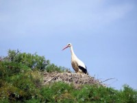 マルヴァオン近くで見つけた木の上のコウノトリの巣