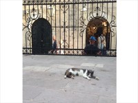 ドブロヴニクの教会の敷地でくつろぐ猫たち。