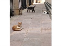 写真を撮るために近づいてもまったく動じません。