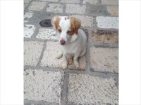 フヴァル：オトナリゾートに連れてこられた犬。フヴァルは猫より飼い犬が多かった。