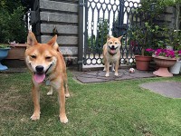 写真