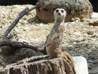 バーゼル動物園のミーアキャット
