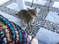ギリシャの猫ちゃん