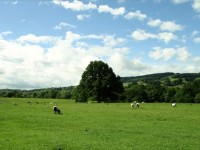 農場に続く農場、羊がのんびり草を食べたり、寝ている。