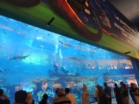 ドバイモール内の巨大水槽