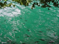 湖の水が想像以上に綺麗で透き通ってる。