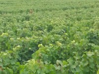 Gevrey Chambertin 1er cru