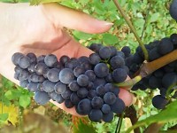Gevrey Chambertin 1er cru