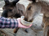 ワラビーと触れ合う