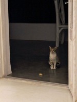 夜のかわいい訪問者