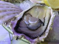 というわけで、牡蠣食べなきゃ。